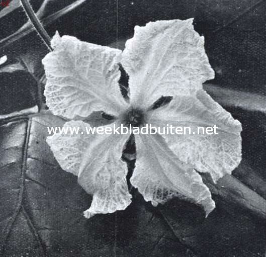 Kalebassen. Mannelijke bloem van Lagenaria Officinalis