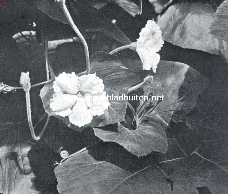 Kalebassen. Mannelijke bloemen van Lagenaria Officinalis