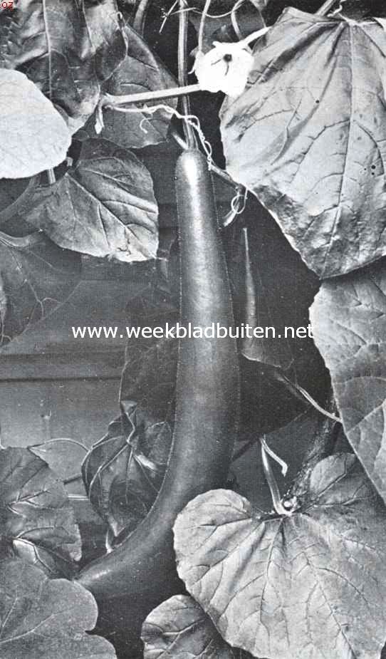 Rijpe fleschkalebas. Lagenaria Officinalis