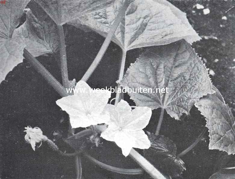Bloemen van Cucumis Sativus, de komkommer
