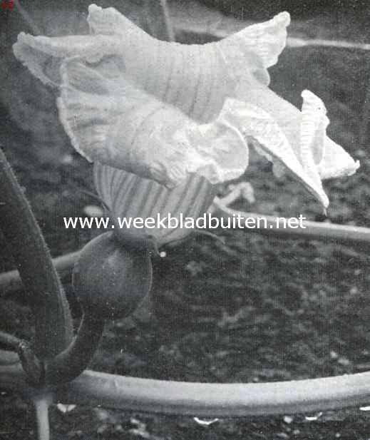 Vrouwelijke bloem van Cucurbita Maxima