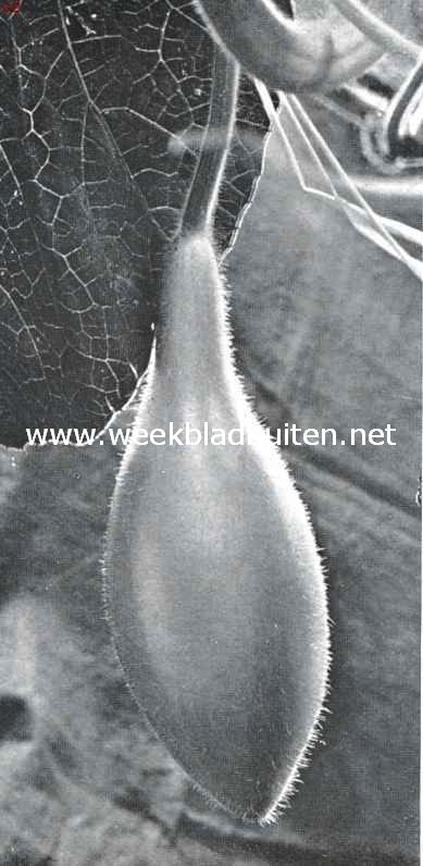 Jonge fleschkalebas, Lagenaria Officinalis