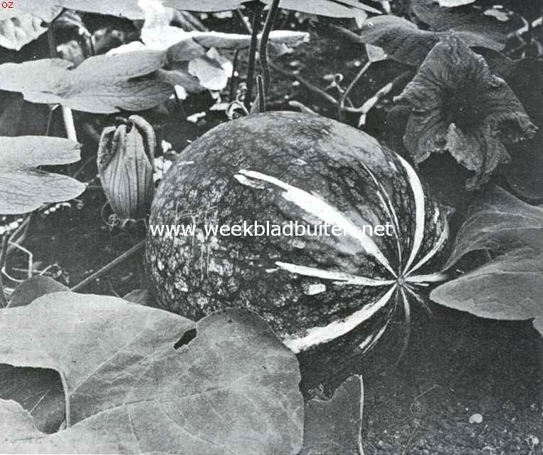 Meloenkalebas, Cucurbita Maxima