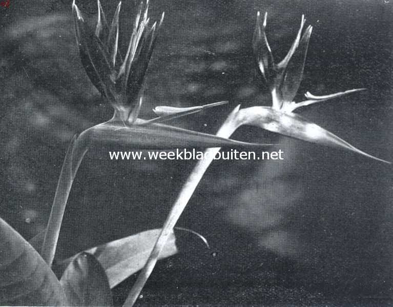Merkwaardige bloemen. Bloemen van Strelitzia Reginae (Aiton) z.g. ornitophile bloemen, welke door vogeltjes bestoven worden