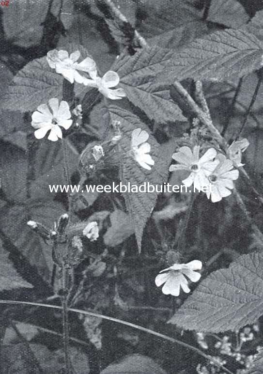 Meibloemen, dagkoekoeksbloem, Melandryum Rubrum Grcke