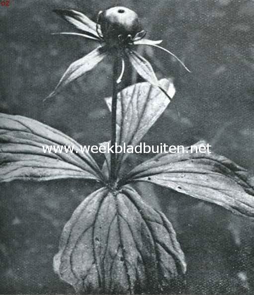 Meibloemen, de eenbes, Paris Quadrifolia L.