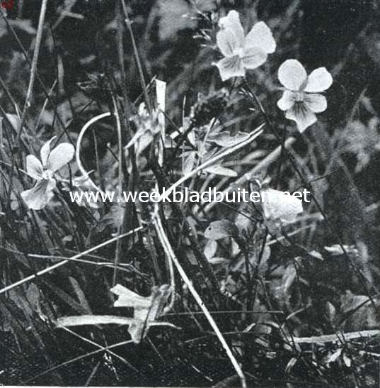Meibloemen, het zinkviooltje, Viola Lutea Huds