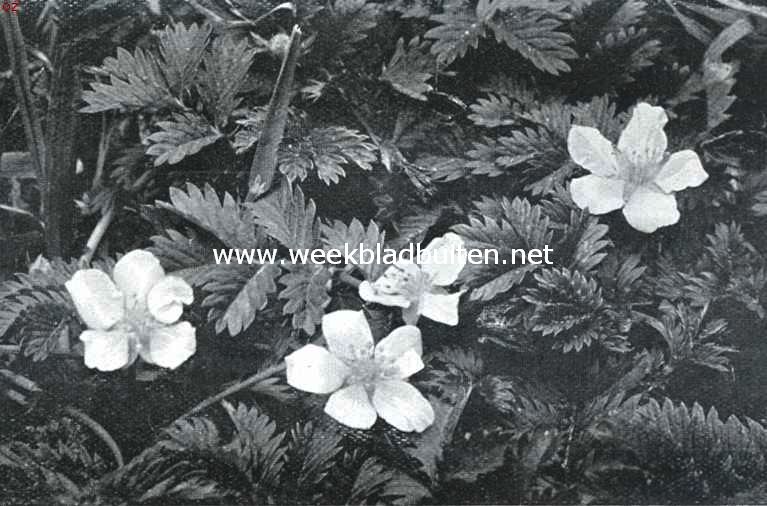 Meibloemen, het zilverschoon, Potentilla Anserina L.