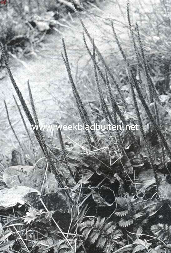 Langs dijken en wegen. Groote weegbree, Plantago Major L.