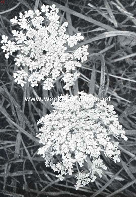 Langs dijken en wegen. Wilde peen, Daucus Carota L.