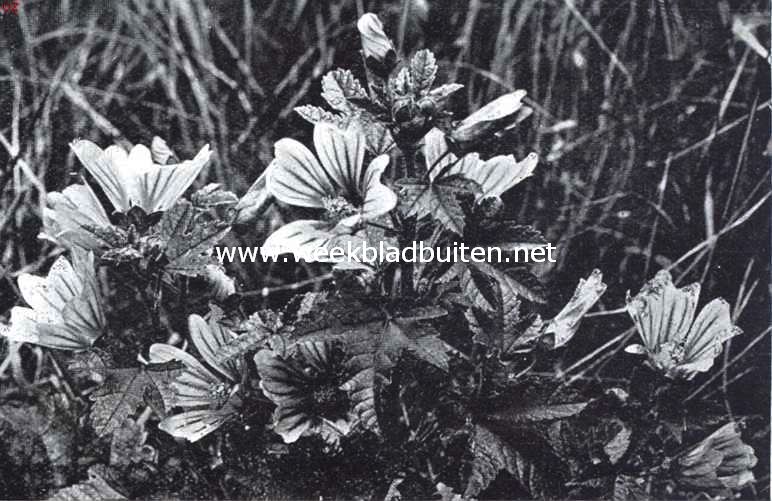 Langs dijken en wegen. Groot kaasjes-kruid, Malva Silvestris L.