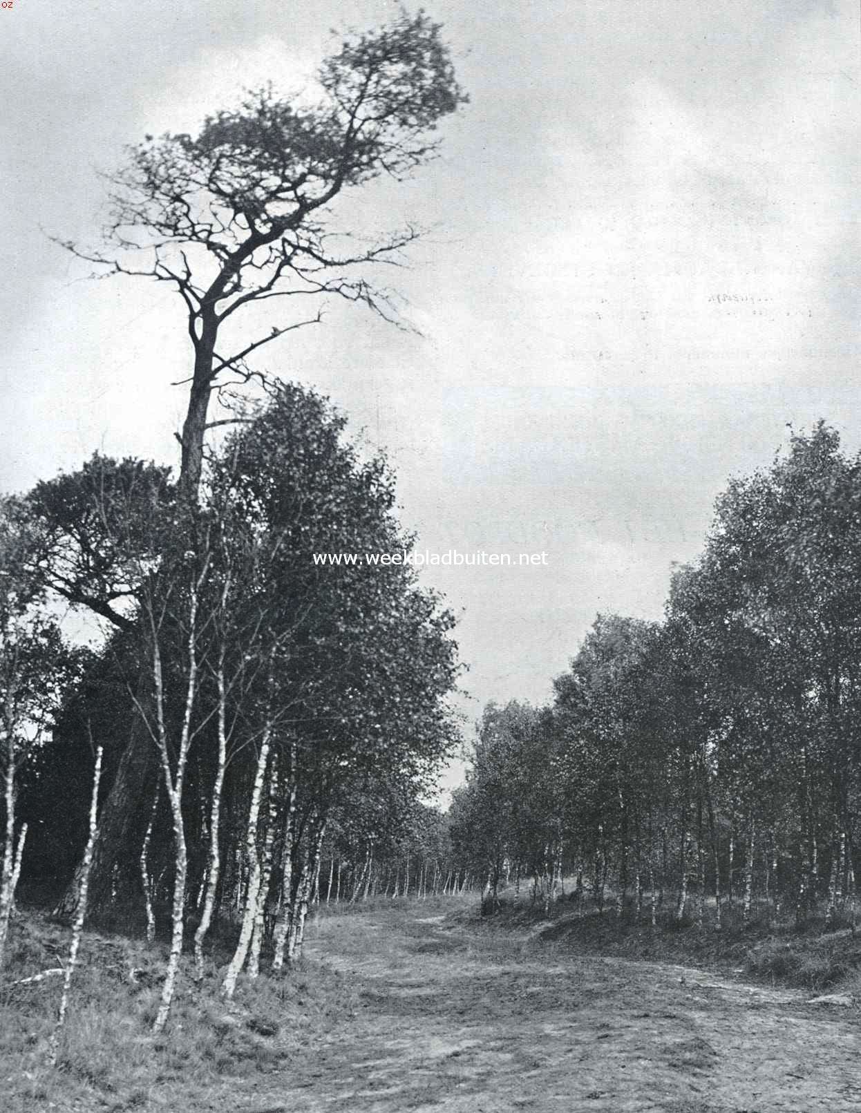 Omzwervingen in het oude landschap. In de plaats van het woeste stuifzand kwam een aardig bosch