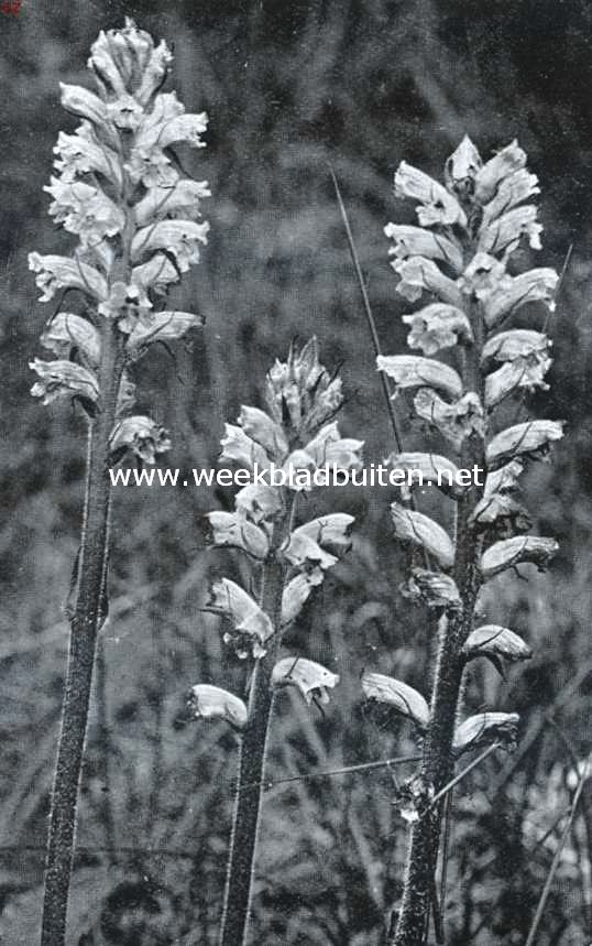 In de duinen. Walstroobremraap, Orobanche Caryophyllacea Sm.