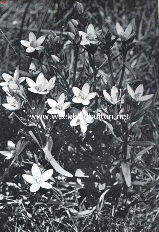 In de duinen. Strandduizendguldenkruid, Erythraea Littoralis L.