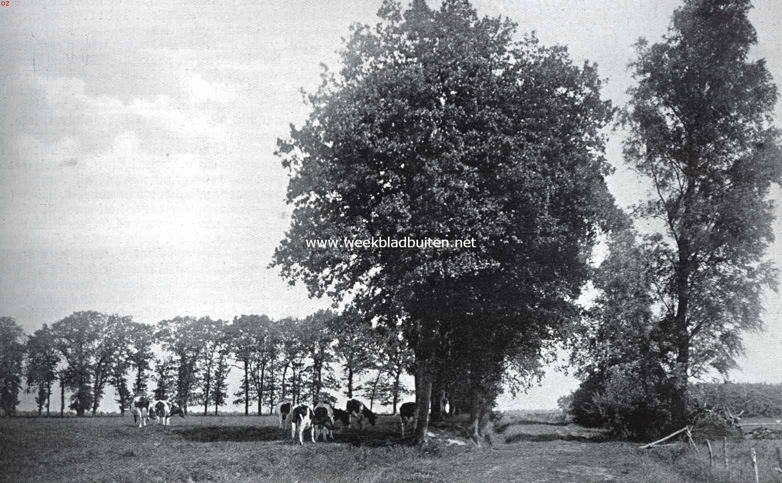 Een hooger liggende Drenthsche weide