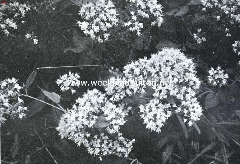 Bloemen uit Limburg. Marjolein, Origanum Vulgare L.
