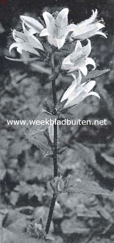 Bloemen uit Limburg. Ruigklokje, Campanula Trachelium L.
