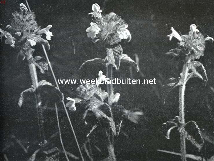 Bloemen uit Limburg. Borstelkrans, Clinopodium Vulgare L.