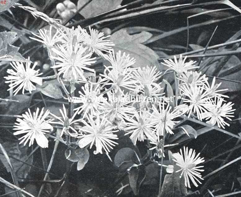 Bloemen uit Limburg. Boschrank, Clematis Vitalba L.