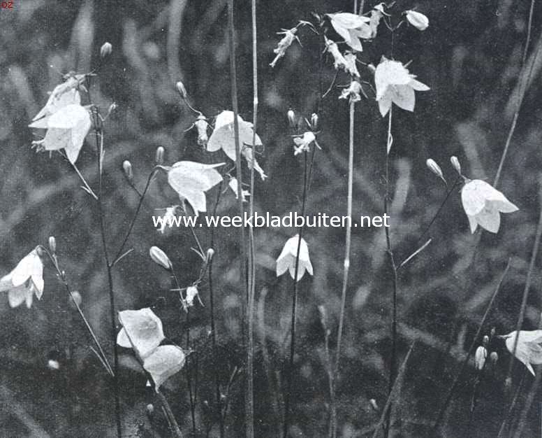Bloemen uit Limburg. Grasklokje, Campanula Rotundifolia L.