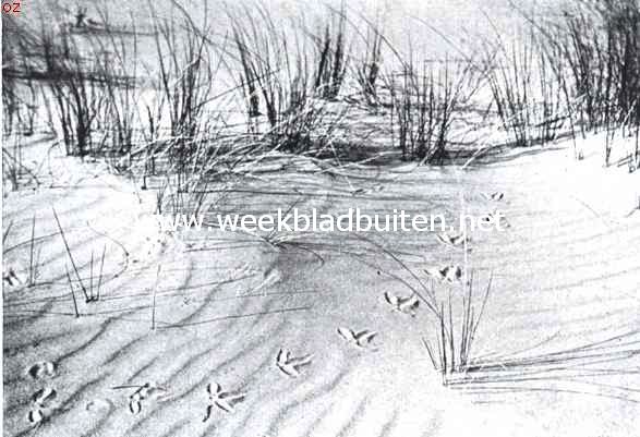 In de Hollandsche Duinen. Het spoor van den wulp