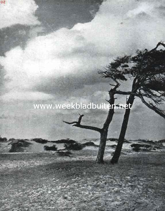 In de Hollandsche Duinen. Krom gegroeide dennen in  Meyendal