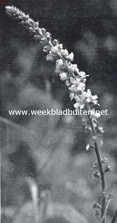 Veldbloemen. Agrimonie. Agrimonia Eupatoria L.