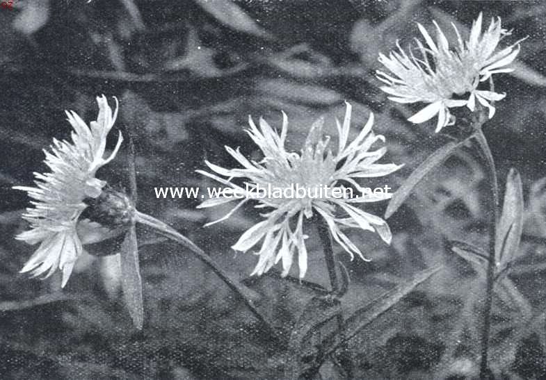 Veldbloemen. Knoopkruid. Centaurea Jacea L.
