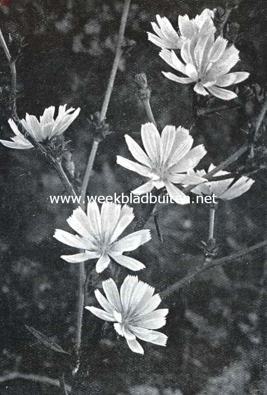 Veldbloemen. Chicorei. Cichorium Intybus L.