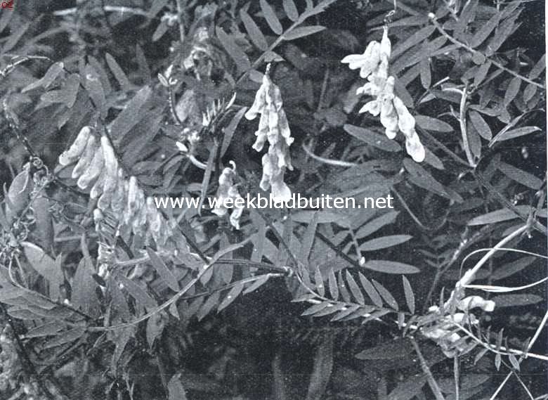 Veldbloemen. Vogelwikke. Vicia Cracca L.