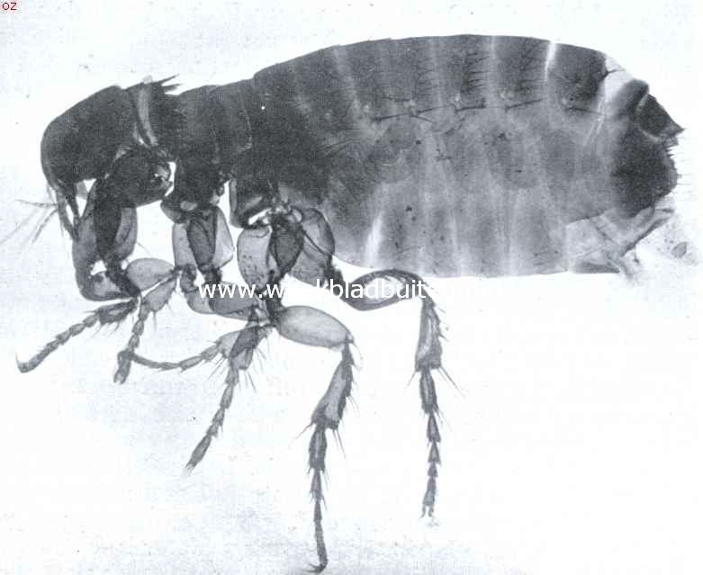 De menschenvloo, Pulex Irritans. Foto van een microscopisch preparaat