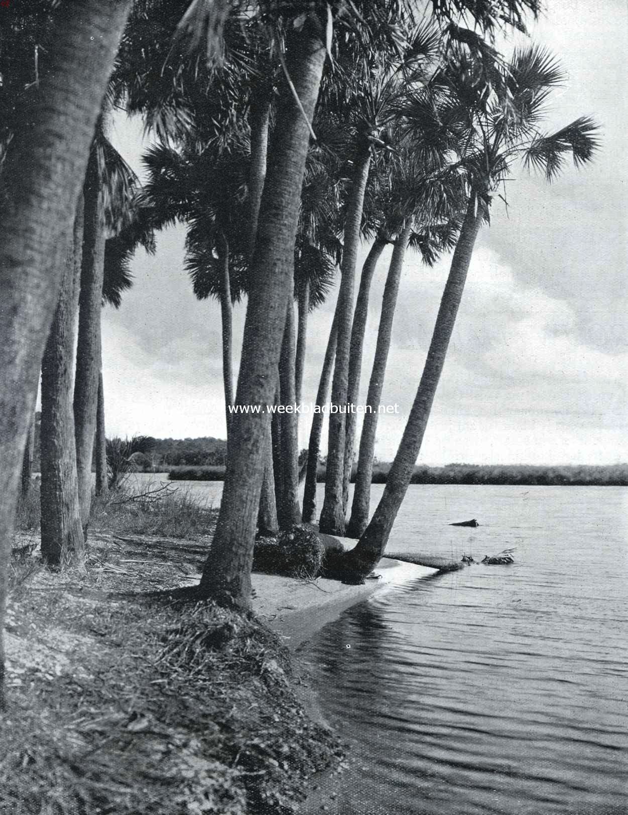 Palmboomen bij de samenvloeiing van Tomoka en Halifax (Florida)