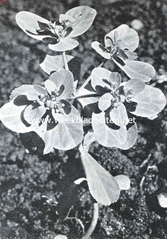 Zomerbloemen. Kroontjeskruid. Euphorbia Helioscopia L.
