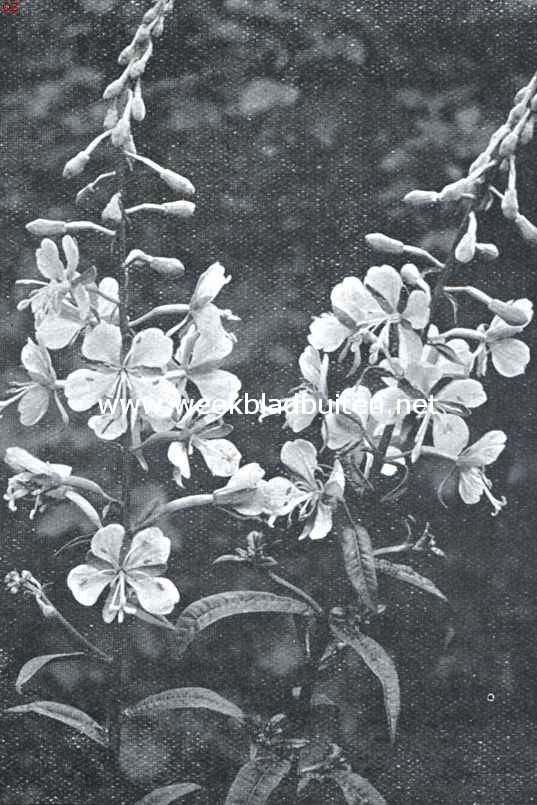 Zomerbloemen. Smalbladig wilgenroosje. Epilobium Angustifolium L.