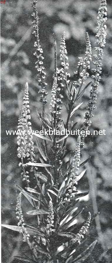 Zomerbloemen. Wouw. Reseda Luteola L.