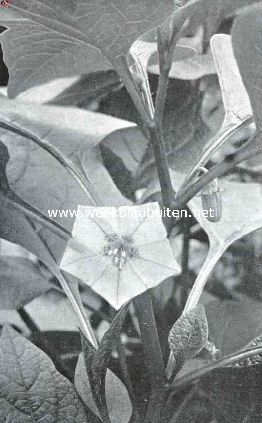 Zomerbloemen. Lampionplant. Physalis Franchti Masters