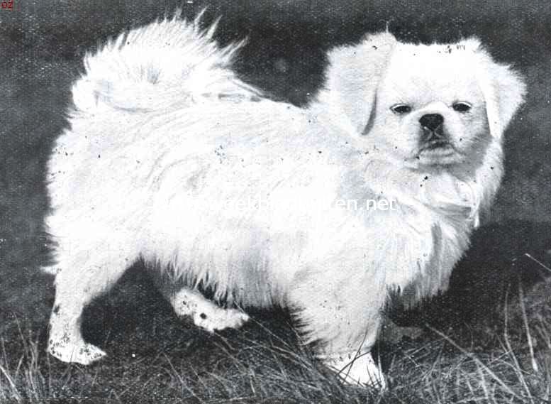 Een zeer fraaie, geheel witte pekingese