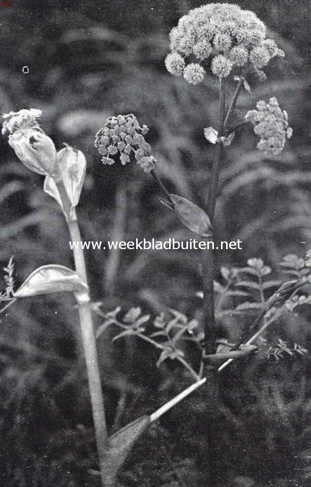 Engelwortel