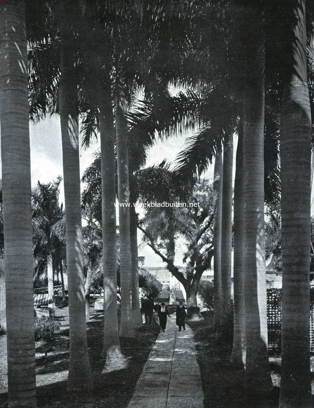 Palmenlaan te Fort Myers (Florida)