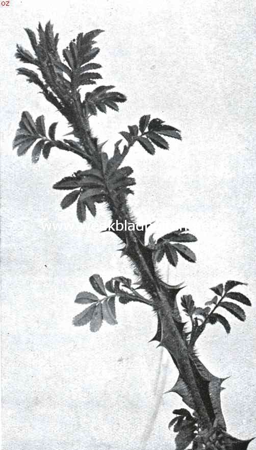 Takje van Rosa Omeiensis Rolfe var. Pteracantha Rehd en Wils