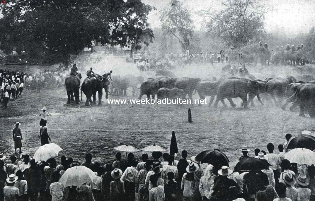 Uit Siam, het land van den witten olifant. Het drijven van de olifanten-kudde in de kraal van Ayuthia. Een der dieren wordt gevangen, door het een slinger om den achterpoot te werpen