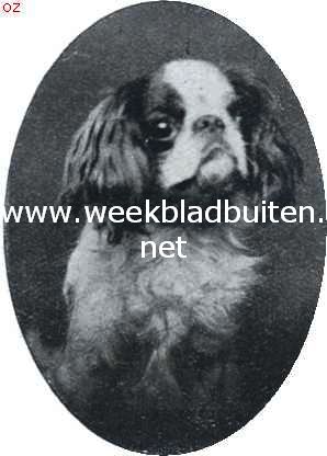 Blenheimreu. Jaap van Ijmuiden