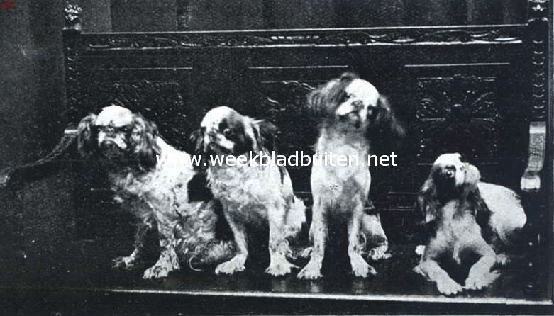 Dwerg-spaniels. Een guitig viertal