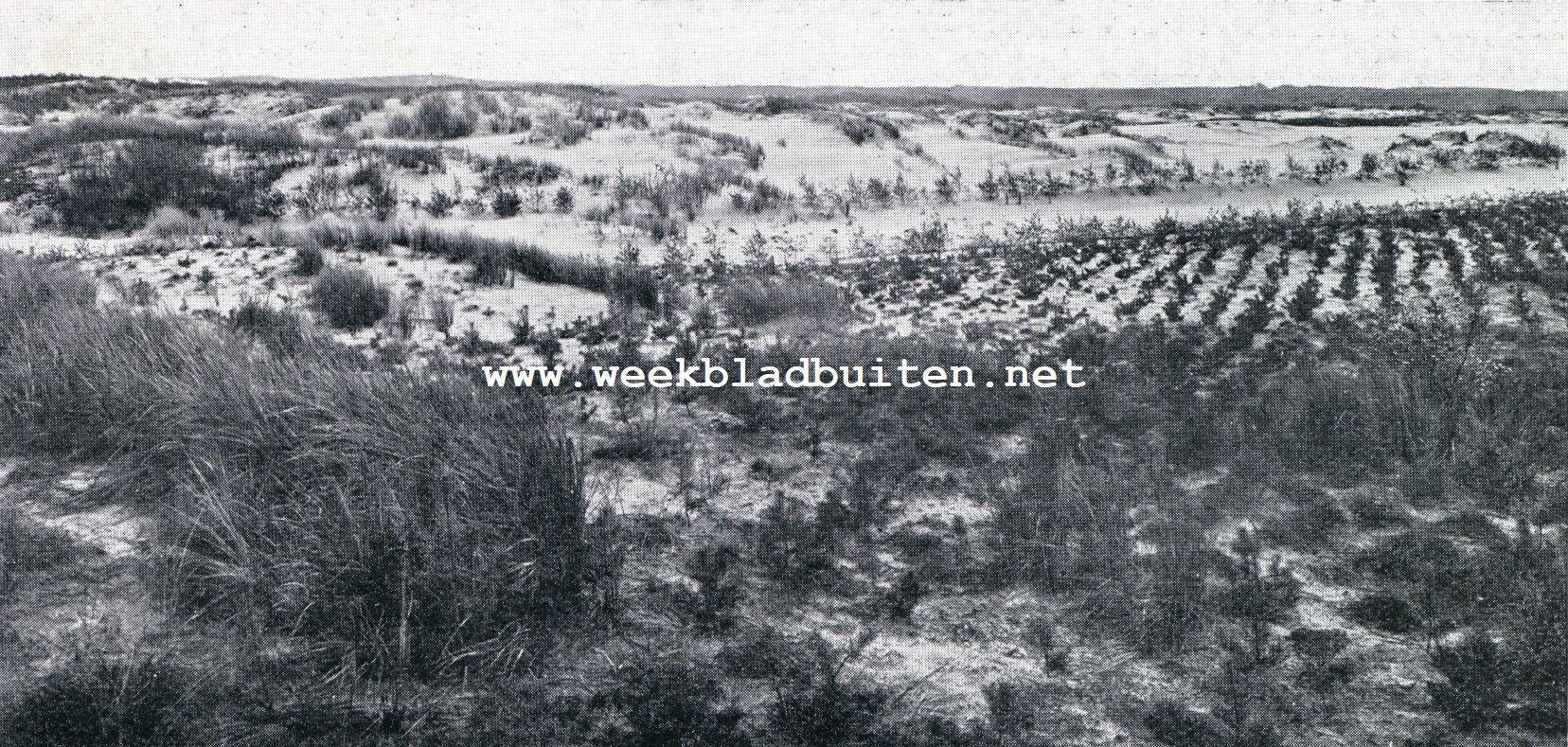 De schoonheid van Soest bedreigd. Duinlandschap bij Soest, met wegprojectie en dennenaanplant