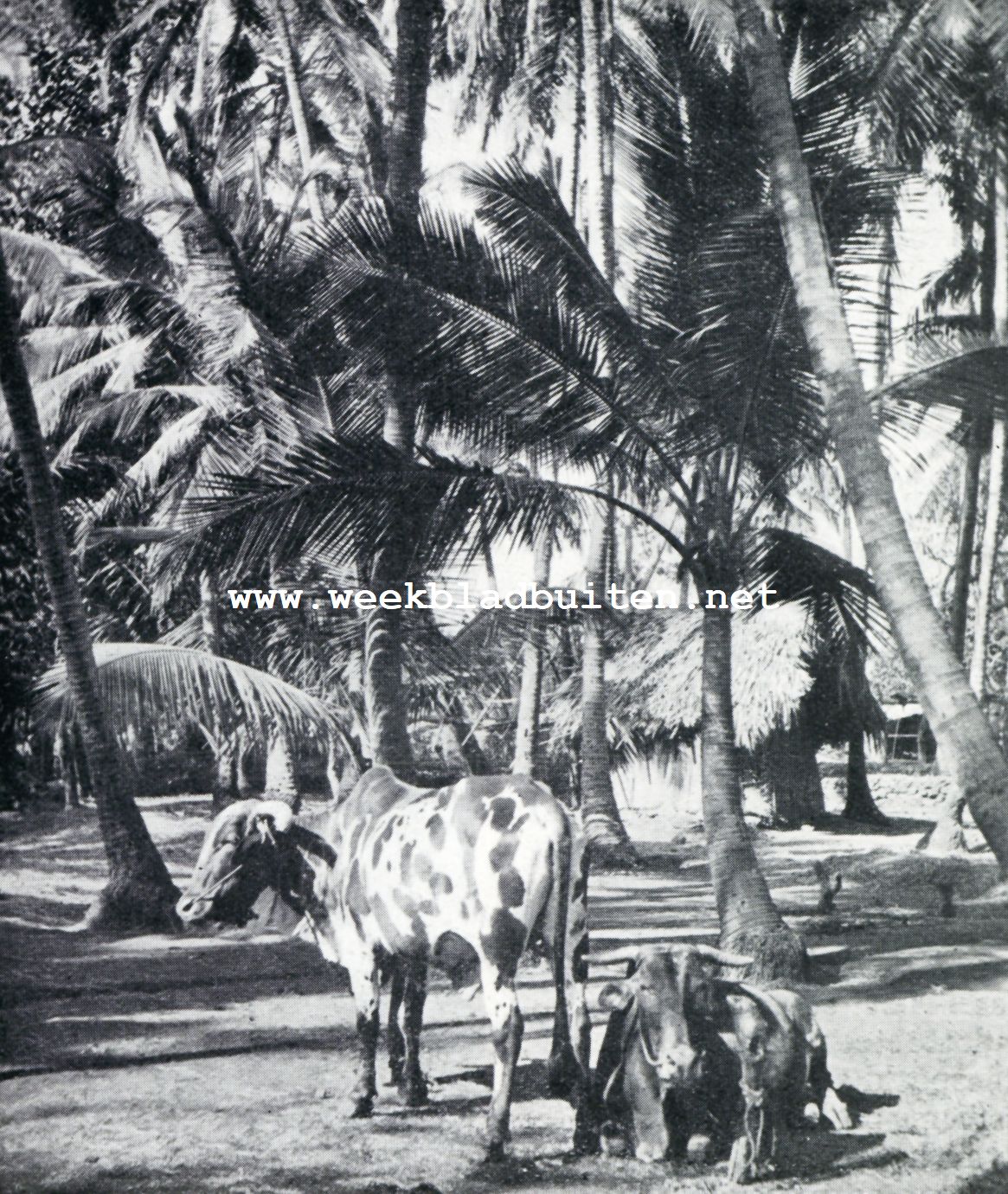 Aspecten van Bombay. Bombay. Indische bultossen