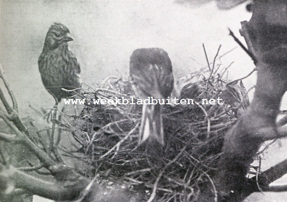 Kneutjes bij hun nest