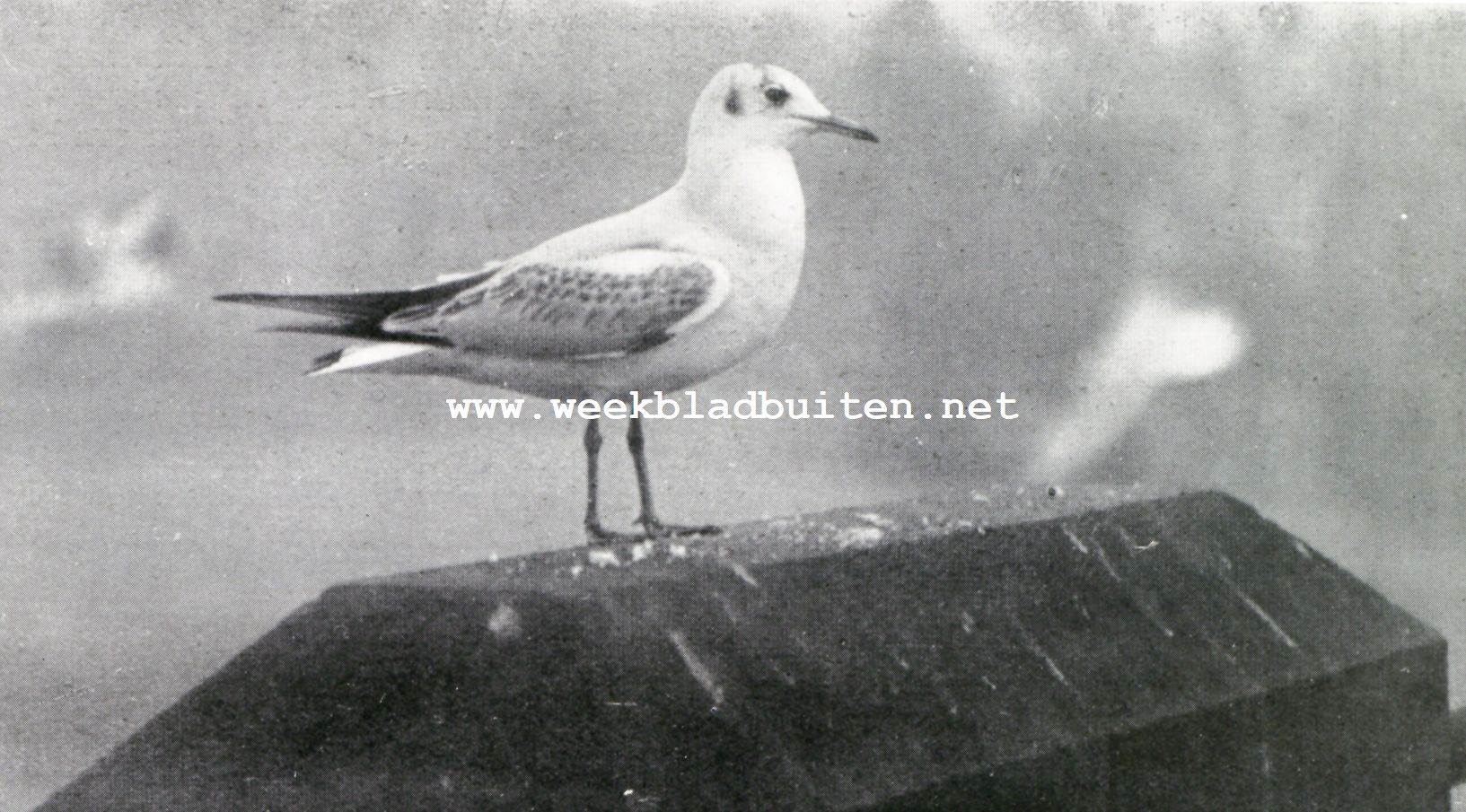 Meeuwen in de stad. Eerste jaars-kokmeeuw in winterkleed, zittend op de borstwerin g van den Haagschen Hofvijver