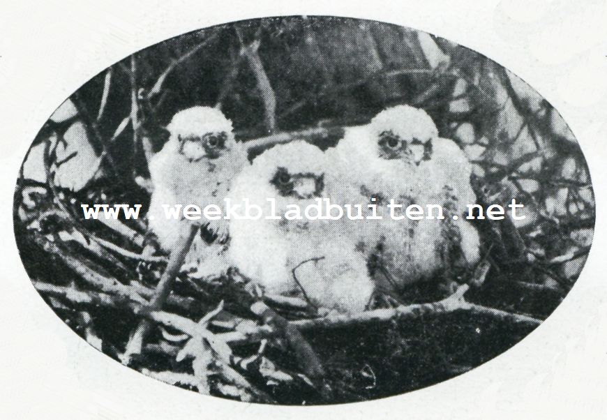 De geschiedenis van een Roofvogelnest. Jonge boomvalken, 2 1/2 week oud