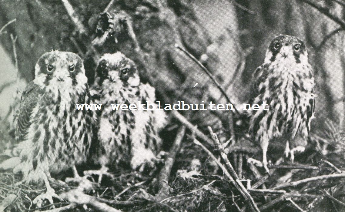 De geschiedenis van een Roofvogelnest. Jonge boomvalken, recht het mannetje