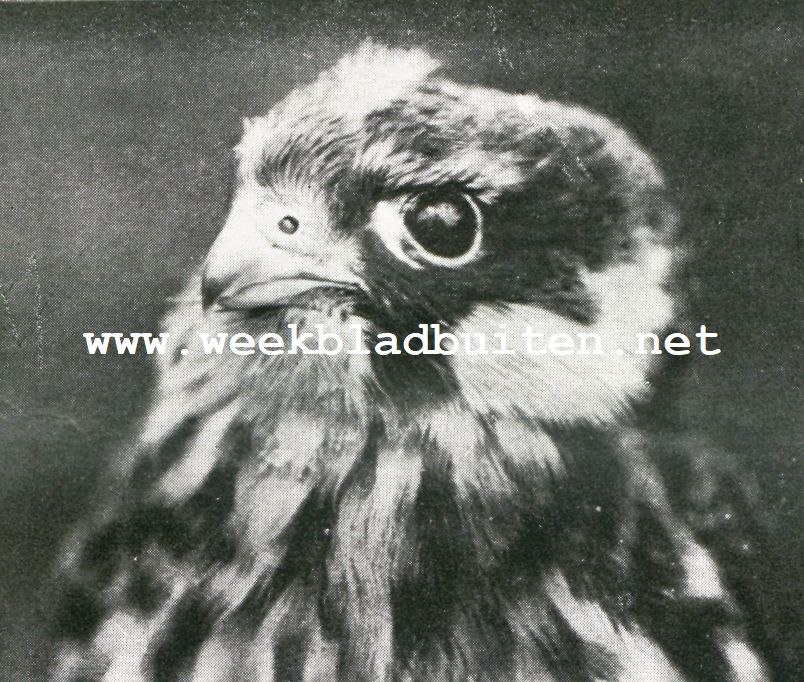 De geschiedenis van een Roofvogelnest. Kop van een jonge boomvalk